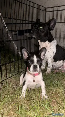 animales y mascotas - bulldog francés pied en venta  5