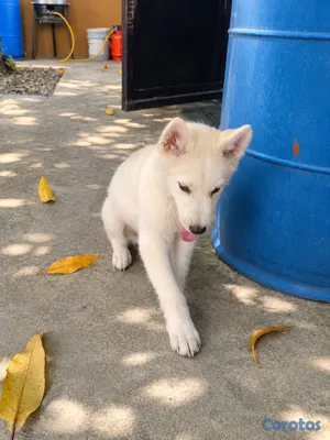 animales y mascotas - Cachorra Chow Chow con Husky – Luna  2