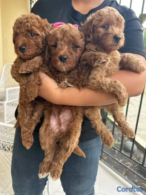 animales y mascotas - OFERTA CACHORRO MINI GOLDENDOODLE MACHO EN UBICADO 3