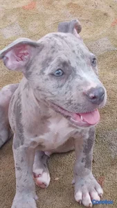 Pitbull