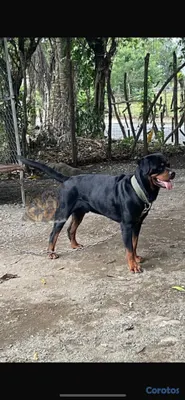 animales y mascotas - Cachorros Rottweiler  2