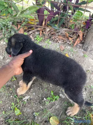 animales y mascotas - Cachorro de pastor alemán  6