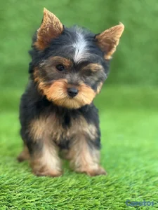Cachorro Yorkie Mini