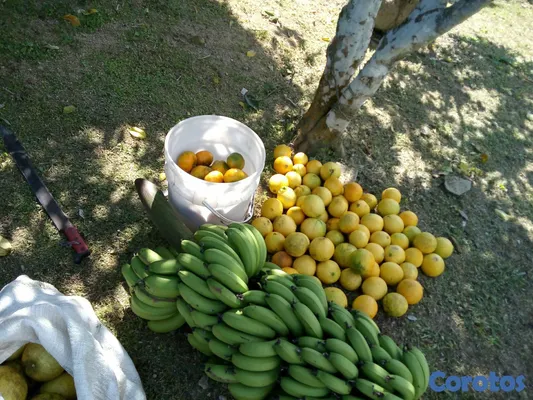 solares y terrenos - SE VENDE HERMOSA FINCA EN EL CACAO de San Cristoba 19