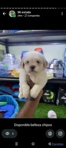 OFERTA CACHORRO SHIPOO MACHO UBICADO EN SANTO DOMINGO Y TIENE SU VACUNAS AL DIA