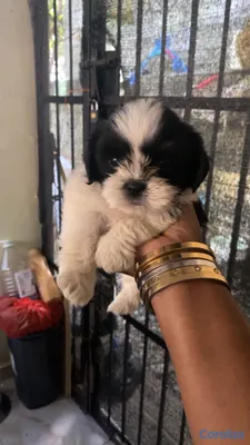 animales y mascotas - perrito shizut vacunado de tan solo un mes y una semana  3