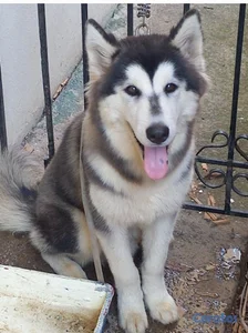 Vendo perro Alaska malamente 