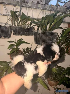 Especial de cachorro shih tzu hembra en santo domi
