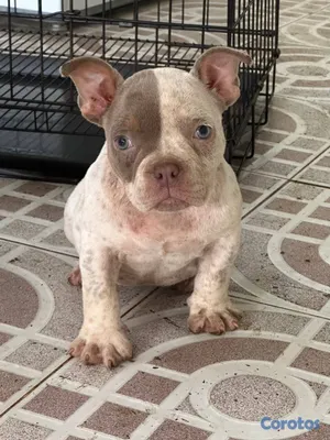 animales y mascotas - OFERTA CACHORRO AMERICAN BULLY POCKET HEMBRA UBICA 3