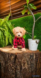 OFERTA CACHORRO GOLDENDOODLE MINI MACHO UBICADO EN