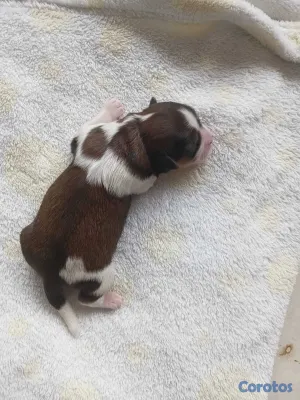 animales y mascotas - HERMOSO SHIPOO MACHO PARA APARTAR  9