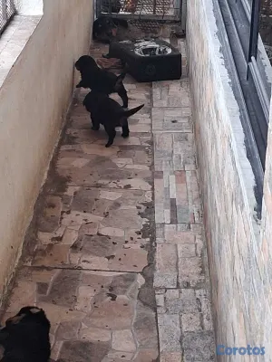 animales y mascotas - Cachorros Rottwailer Ambos sexo 5