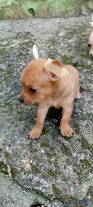 Chihuahua hembra y macho. Pet, mascota, dog, cacho