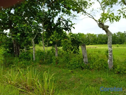 solares y terrenos - Finca en san juan de la maguana 2