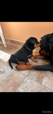 animales y mascotas - 🐾 Cachorros Rottweiler con Pedigree – Excelente Línea de Sangre 🐾 11