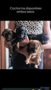 poodles cachorros