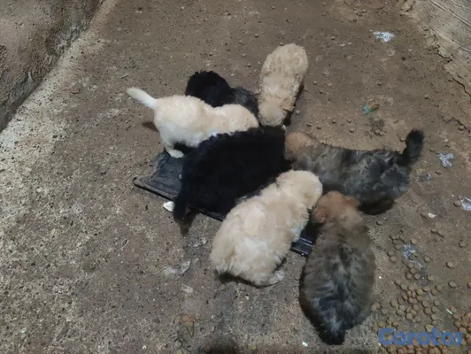 animales y mascotas - hermoso cachorro shihpoo, poodle, puder, peluche 4
