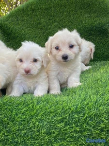 maltipoo