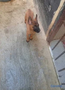 Belga malinois 