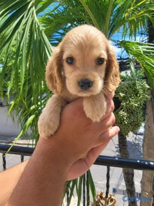 OFERTA CACHORRO COCKER SPANIEL AMBOS SEXO UBICADO 