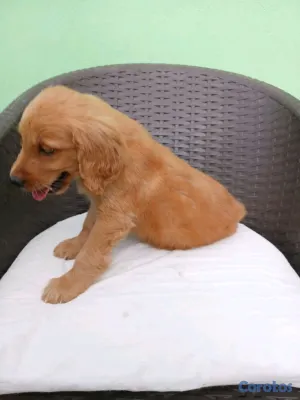 animales y mascotas - Golden Retriever no te quedes sin el tuyo  3