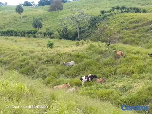 solares y terrenos - finca de 450 tareas con vocación ganadera en yamasa  13