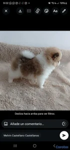 adorables cachorros pomerania macho 