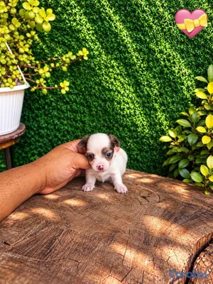 animales y mascotas - OFERTA CACHORRO CHIHUAHUA HEMBRA MINI UBICADO EN SANTO  7