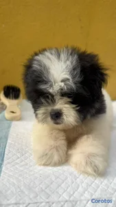 Especial de cachorro shipoo ambos sexo en santo do