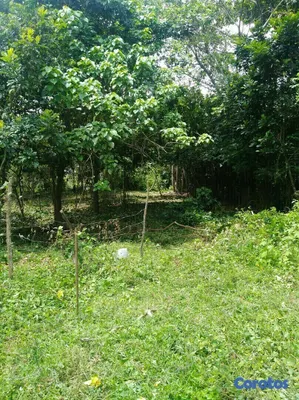 solares y terrenos -  FINCA COQUERA Y OTROS FRUTALES EN LA CIRCUNVALACION SANTO DOMINGO NORTE 2
