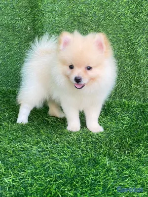 animales y mascotas - hermosos cachorritos pomerania mini  6