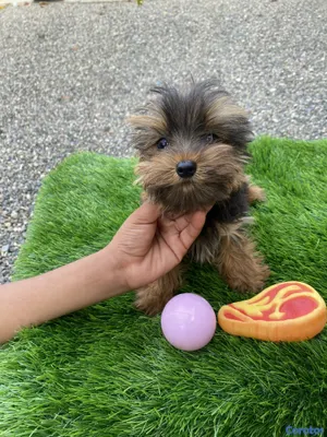 animales y mascotas - yorkie mini 3
