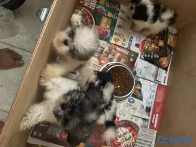 vendo cachorros shih tzu raza pura padres puros y a buen precio 