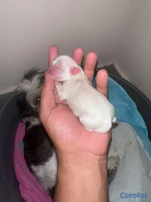 animales y mascotas - camada cachorros shih tzu %100% puro padres presente 4