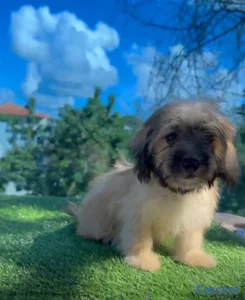 OFERTA CACHORRO SHIPOO HEMBRA UBICADO EN SANTO