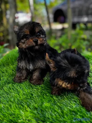 animales y mascotas - Yorkie mini 4