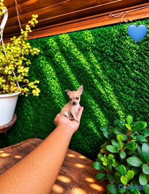 animales y mascotas - OFERTA CACHORRO CHIHUAHUA MACHO MINI UBICADO EN SA 4