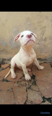 animales y mascotas - Cachorros pitbulls red nose disponibles a buen precio negociables. 8