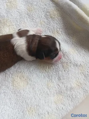 animales y mascotas - SHIPOO MACHO PARA APARTAR 2