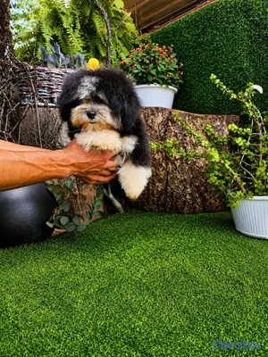 animales y mascotas - OFERTA CACHORRO SHIPOO MACHO EN UBICADO EN SANTO D 2