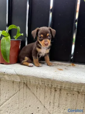 animales y mascotas - hermosos cachorros chihuahuas #2 disponibe info dm  2