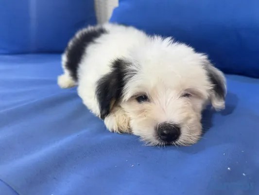 animales y mascotas - hermosos cachorros shihppo shipo chipo poodle puder 3