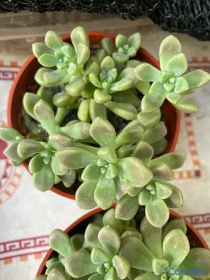 cursos y clases - Aprende a cuidar tus plantitas 7