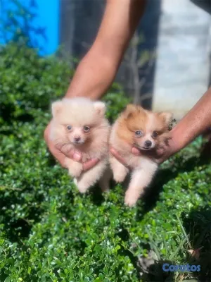 animales y mascotas - Cachorros Pomerania 🤍🐶🐾
Macho y hembra 6