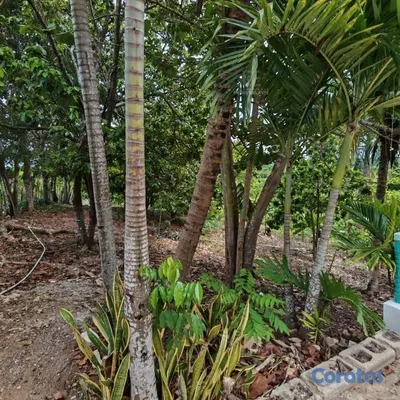 solares y terrenos - Vende Finca en Ramón Santana. 📍San Pedro de Macorí 2