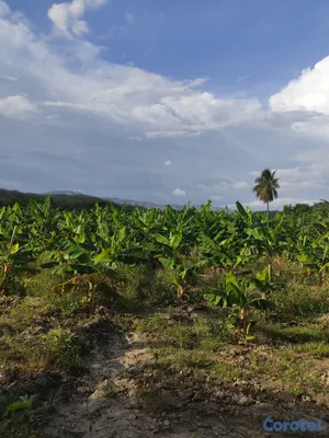 negocios en venta - Busco socios para productos agricultura y criadero 4