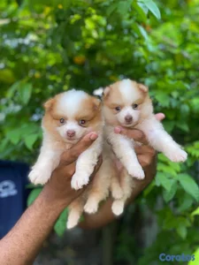 Pomerania
