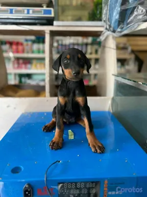 animales y mascotas - hermosos Cachorros doberman ambos sexo 4