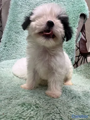 animales y mascotas - shipoo 3