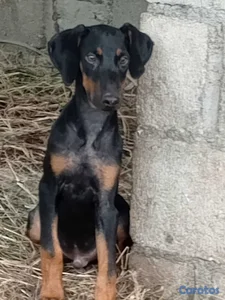 ESPECIAL CACHORRO DOBERMAN MACHO EN UBICADO EN SAN